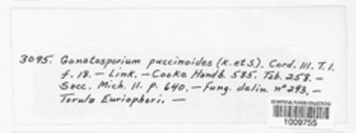 Arthrinium puccinioides image